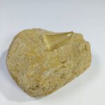 Special Offer Mosasaur HOFFMANNI tooth IN ROCK tylosaur teeth Fossil Cretaceous period - Image 9