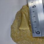 Special Offer Mosasaur HOFFMANNI tooth IN ROCK tylosaur teeth Fossil Cretaceous period - Image 6