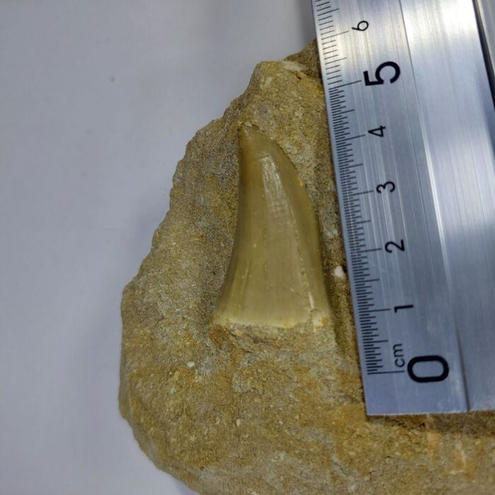 Special Offer Mosasaur HOFFMANNI tooth IN ROCK tylosaur teeth Fossil Cretaceous period - Image 6