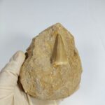 Special Offer Mosasaur HOFFMANNI tooth IN ROCK tylosaur teeth Fossil Cretaceous period - Image 5