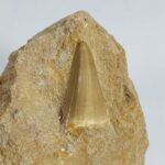 Special Offer Mosasaur HOFFMANNI tooth IN ROCK tylosaur teeth Fossil Cretaceous period - Image 2