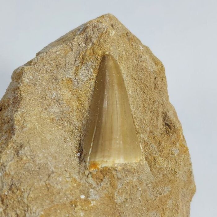 Special Offer Mosasaur HOFFMANNI tooth IN ROCK tylosaur teeth Fossil Cretaceous period - Image 2