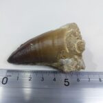 Largest finest mosasaurus tooth from a huge extinct mosasaur - Image 7