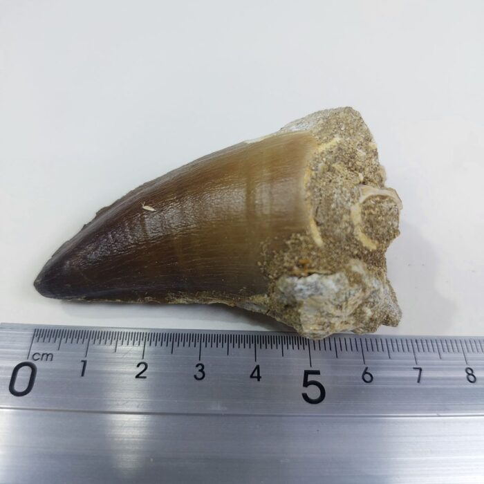 Largest finest mosasaurus tooth from a huge extinct mosasaur - Image 7