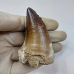 Largest finest mosasaurus tooth from a huge extinct mosasaur