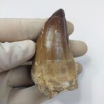 Largest finest mosasaurus tooth from a huge extinct mosasaur - Image 6