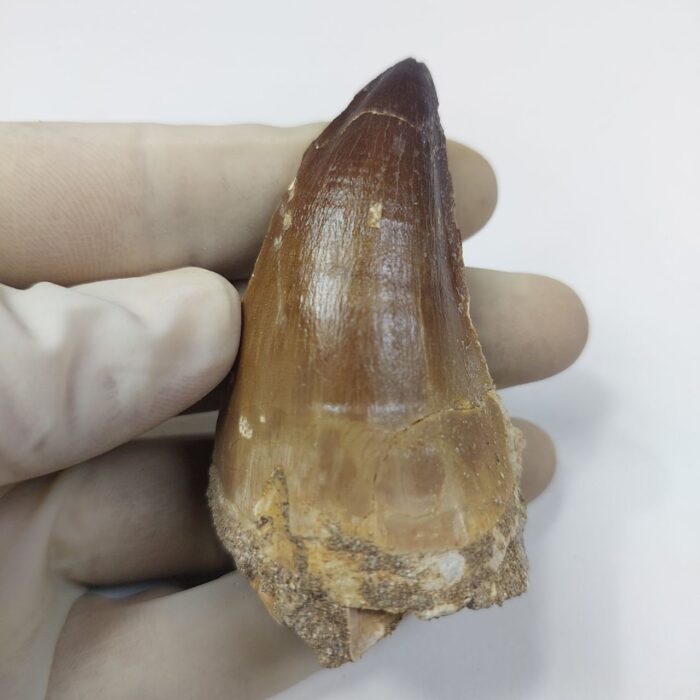 Largest finest mosasaurus tooth from a huge extinct mosasaur - Image 6