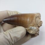 Largest finest mosasaurus tooth from a huge extinct mosasaur - Image 5