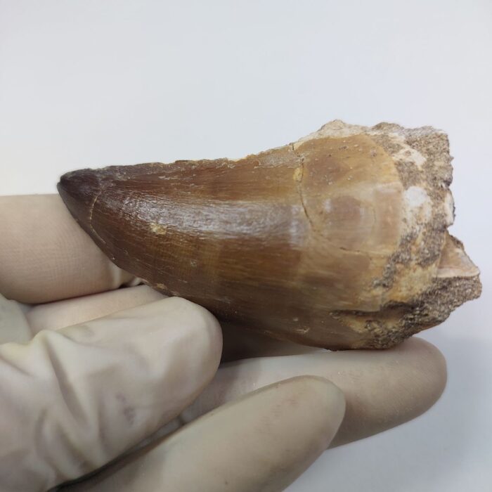 Largest finest mosasaurus tooth from a huge extinct mosasaur - Image 4
