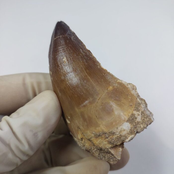 Largest finest mosasaurus tooth from a huge extinct mosasaur - Image 3