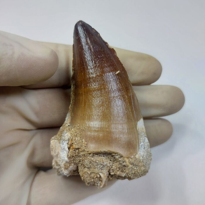 Largest finest mosasaurus tooth from a huge extinct mosasaur - Image 1