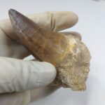 Mosasaur Tooth Prognathodon Khouribga Morocco fossilized fossil - Image 3