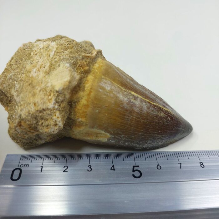 Mosasaur Tooth Prognathodon Khouribga Morocco fossilized fossil - Image 2