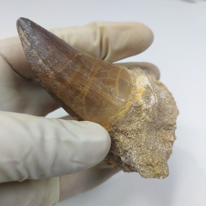 Mosasaur Tooth Prognathodon Khouribga Morocco fossilized fossil - Image 3