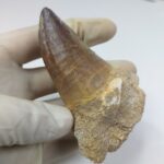 Mosasaur Tooth Prognathodon Khouribga Morocco fossilized fossil - Image 4