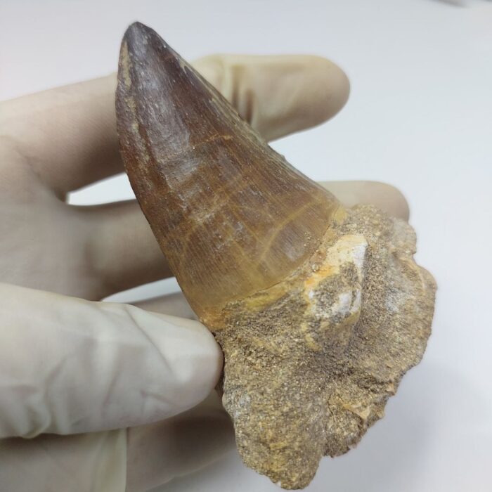 Mosasaur Tooth Prognathodon Khouribga Morocco fossilized fossil - Image 4