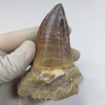 Mosasaur Tooth Prognathodon Khouribga Morocco fossilized fossil - Image 5