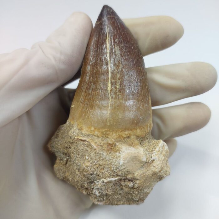 Mosasaur Tooth Prognathodon Khouribga Morocco fossilized fossil - Image 1