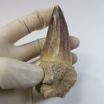 Mosasaur Tooth Prognathodon Khouribga Morocco fossilized fossil - Image 7