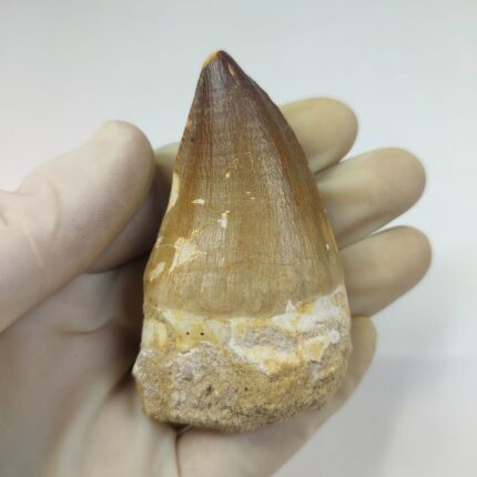 high Quality Fossilized Mosasaur Tooth Authentic Dinosaur teeth