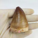 Largest mosasaurus tooth from a huge extinct fossilized mosasaur