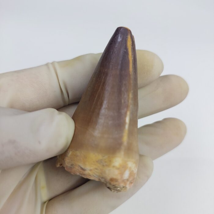 Mosasaur tooth for sale Fossilpaleo