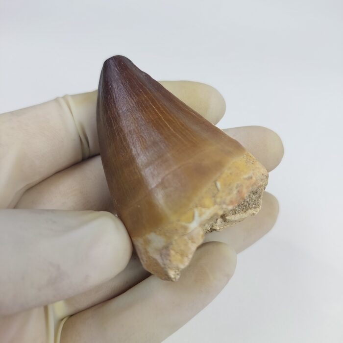 Mosasaur tooth for sale Fossilpaleo