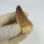 Mosasaur tooth for sale Fossilpaleo.com
