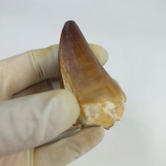Mosasaur tooth for sale Fossilpaleo.com