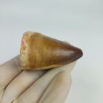 Mosasaur tooth for sale Fossilpaleo.com