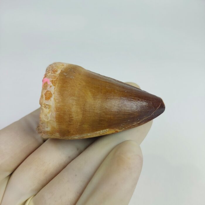 Mosasaur tooth for sale Fossilpaleo.com