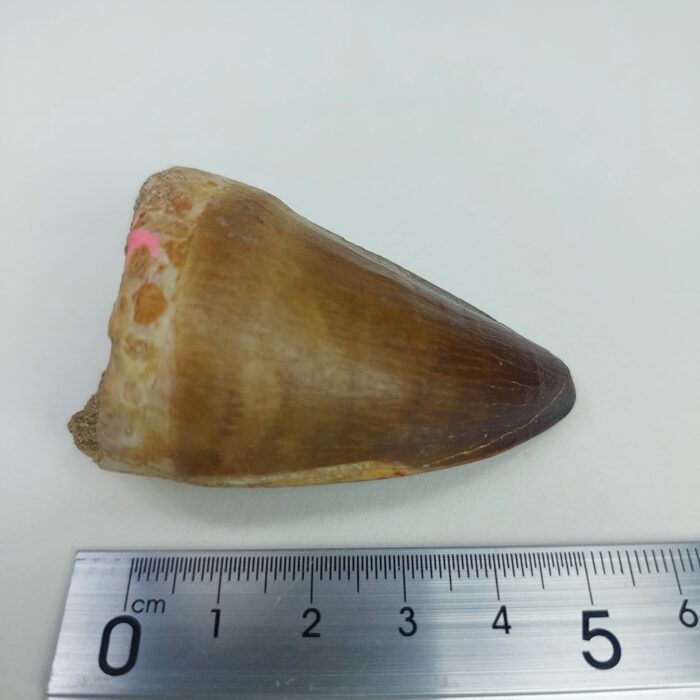 Mosasaur tooth for sale Fossilpaleo.com