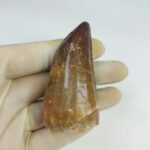 Mosasaurus tooth Specimen prehistoric reptile dinosaur age
