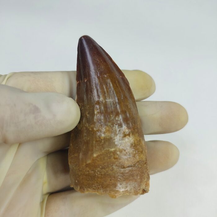 Mosasaurus tooth Specimen prehistoric reptile dinosaur age - Image 3