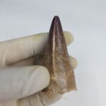 Mosasaurus tooth Specimen prehistoric reptile dinosaur age - Image 4