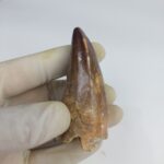 Mosasaurus tooth Specimen prehistoric reptile dinosaur age - Image 5