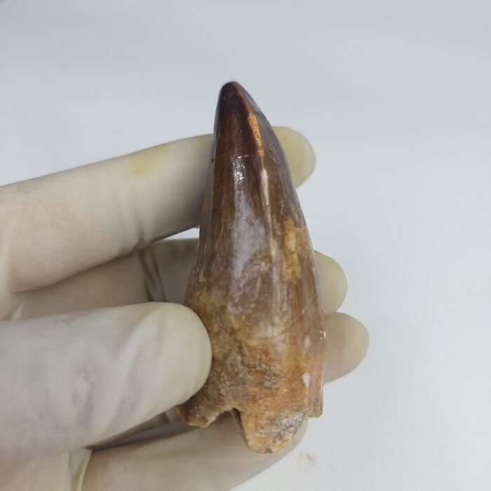 Mosasaurus tooth Specimen prehistoric reptile dinosaur age - Image 5