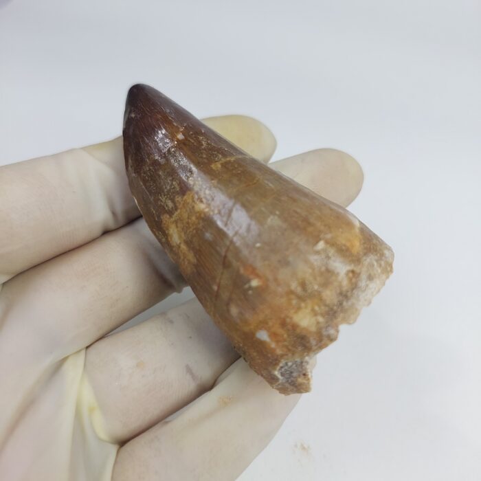 Mosasaurus tooth Specimen prehistoric reptile dinosaur age - Image 6
