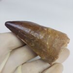 Mosasaurus tooth Specimen prehistoric reptile dinosaur age - Image 7