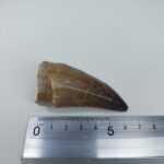 Mosasaurus tooth Specimen prehistoric reptile dinosaur age - Image 8