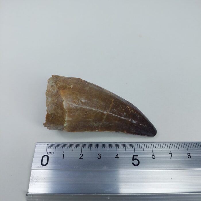 Mosasaurus tooth Specimen prehistoric reptile dinosaur age - Image 8