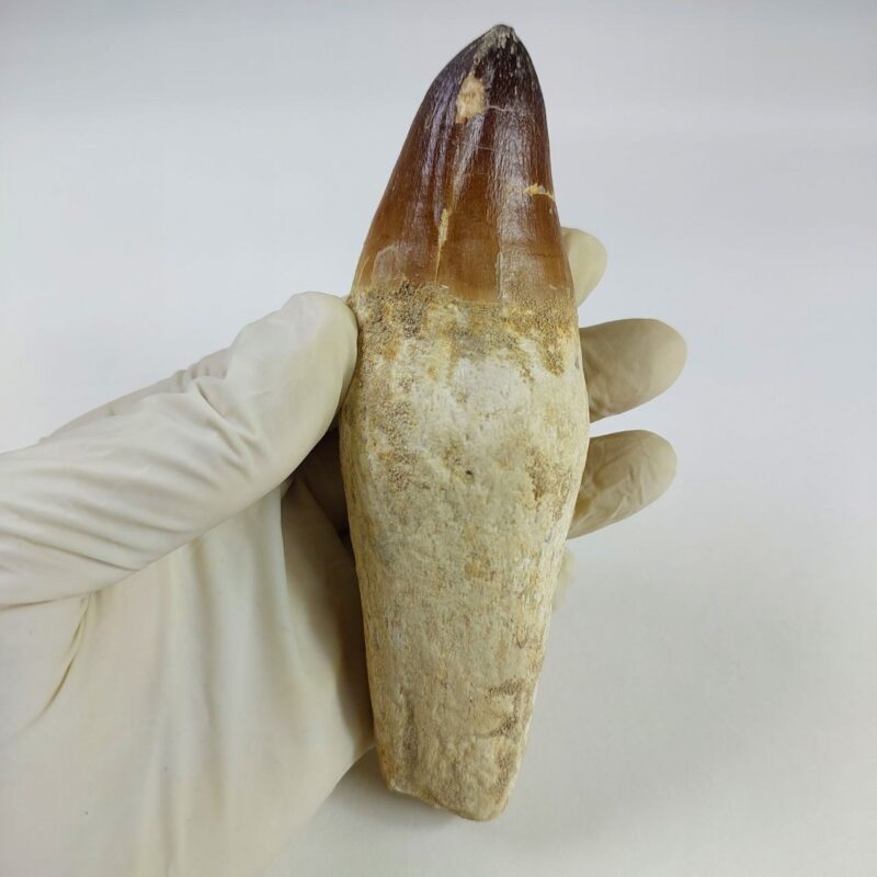 Prognathodon 5.1