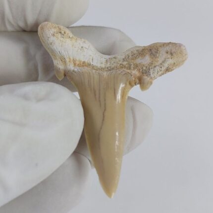 Scapanorhynchus rapax Maastrichtian Ben Guerir MOROCCO 1.5"