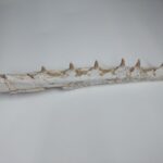 Fossil Mosasaurus (Platecarpus) Authentic Upper Jaw w/ Teeth