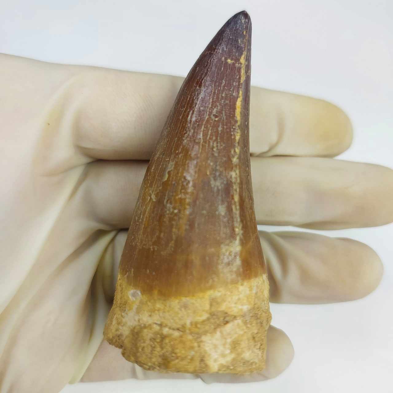 Mosasaurus Tooth Rare Fossils Prognathodon Anceps FossilPaleo