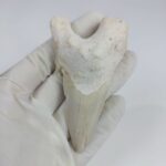Rare Otodus Obliquus Tooth 8 cm Rare Mega teeth