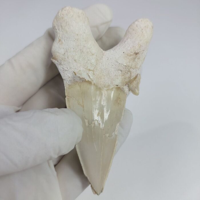 Rare Otodus Obliquus Tooth 8 cm Rare Mega teeth - Image 3
