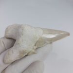 Rare Otodus Obliquus Tooth 8 cm Rare Mega teeth - Image 4