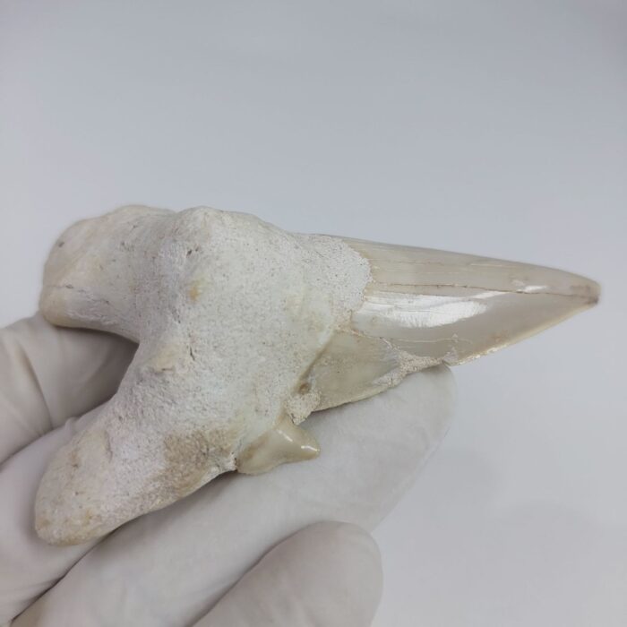 Rare Otodus Obliquus Tooth 8 cm Rare Mega teeth - Image 4