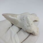 Rare Otodus Obliquus Tooth 8 cm Rare Mega teeth - Image 5